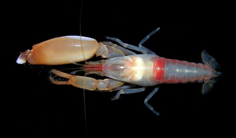 Alpheidae, the fireball-throwing shrimp – Plotting The Curiosity Vector
